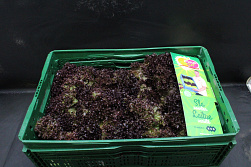 Sla Lolo Rossa Fine Fleur