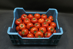 Tomaten B Prince Gelegde