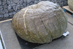 Pompoen Mega 361 kg.