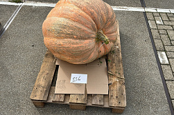 Pompoen Mega 136 kg