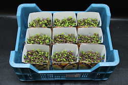 X Bicolor Mustard Single