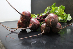 Bieten Bos Rood 10 st.