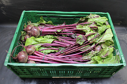 Bieten Bos Rood 10 st.