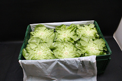 Sla Jumbo Supers 12 st