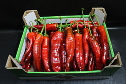 Paprika Punt Rood