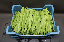 Snijbonen Kas / Westland