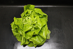 Sla 6 st. Fine Fleur