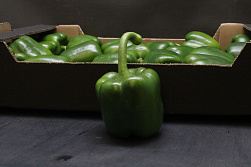 Paprika Groen