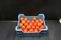 Tomaten B