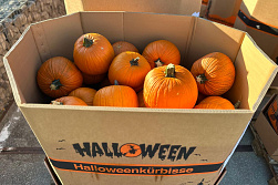 Pompoen Halloween 5/7 kg