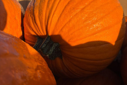 Pompoen Halloween 5/7 kg