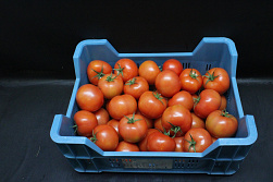Tomaten B Tomabel