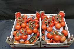 Tomaten Tros Tomabel DOOS