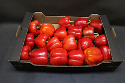 Paprika Rood