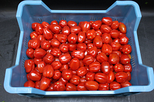 Tomaat Snoep Rood