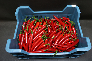 Peper Rood Supers