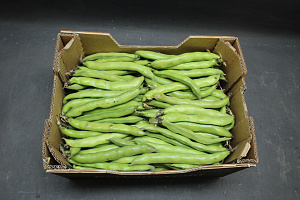 Tuinbonen
