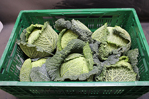 Groene Kool 6st. Holland