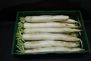 Rettich / Daikon 15 st.