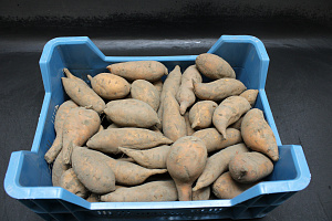 Zoete Aardappel