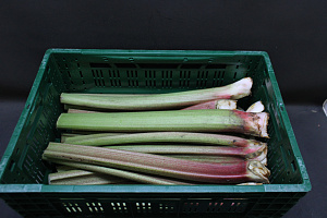 Rabarber Rood