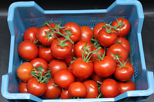 Tomaten Tros