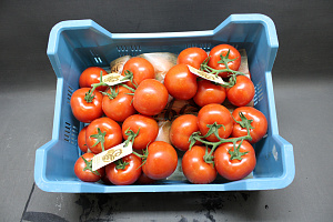 Tomaten Tros Elite Supers