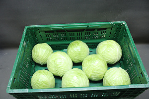Witte Kool 8 st. JONG