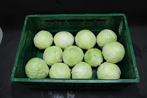 Witte Kool 12 st.