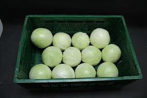 Witte Kool 12 st.