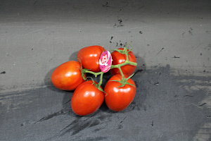 Tomaten Tros Pomo RUBY