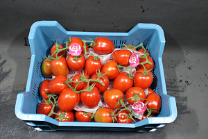 Tomaten Tros Pomo RUBY