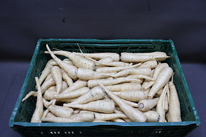 Pastinaken 12 kg.