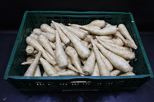 Pastinaken 12 kg.