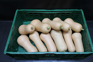 Pompoen Butternut