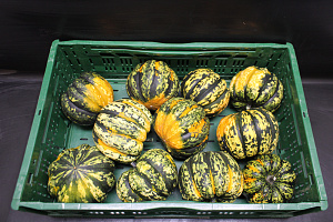 Pompoen Chamäleon