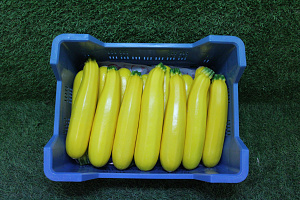 Courgettes Geel
