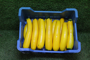 Courgettes Geel