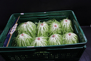 Frisee dubbel geel 450 gr.