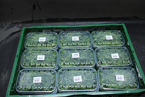 Rucola