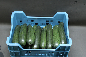 Courgettes Supers 16 st.