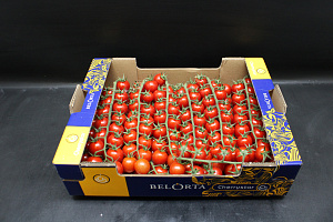 Tomaten Cherry aan de tak