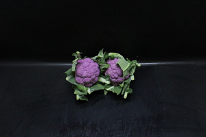 Bloemkool Paars EPS-T