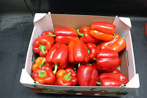 Paprika Rood 85