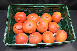 Pompoen Hokkaido 12 st.
