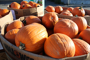 Pompoen Halloween 7/9 kg