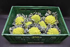 Bloemkool Romanesco 8st