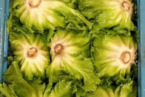 Andijvie Italië 12 stuks