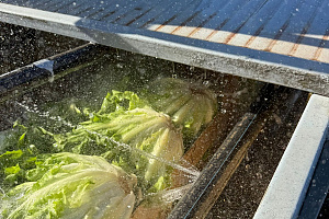 Andijvie Italië 12 stuks