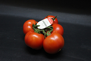 Tomaten Tros Tomabel Fust